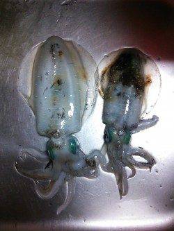 久美浜エギング　アオリイカ胴長18㎝の良型