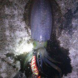 久美浜　エギングでのアオリイカは3人で30パイ前後☆