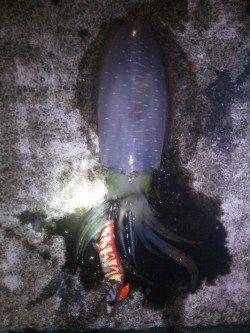 久美浜　エギングでのアオリイカは3人で30パイ前後☆