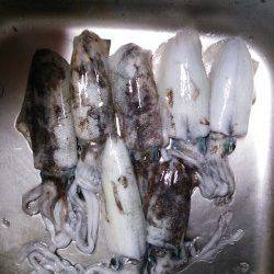 久美浜　エギングでアオリイカをリリース含む11パイ　ジグでカマスも