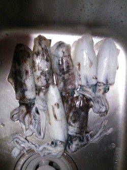 久美浜　エギングでアオリイカをリリース含む11パイ　ジグでカマスも