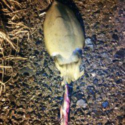 久美浜エギング　胴長18cm３連続HITでジェット噴射◎