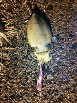 久美浜エギング　胴長18cm３連続HITでジェット噴射◎