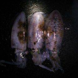 久美浜エギング　胴長18cm３連続HITでジェット噴射◎