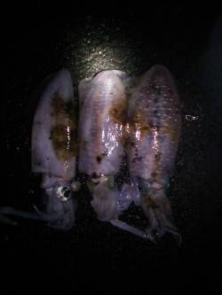 久美浜エギング　胴長18cm３連続HITで…