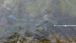 津居山港、初めてのタイリクスズキ