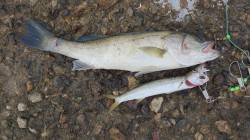 津居山港、初めてのタイリクスズキ