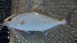 煙樹ヶ浜での朝からのショアジギング釣果