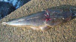 南塩谷でルアー釣り、コチの他にダツのアタリあり