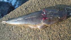 南塩谷でルアー釣り、コチの他にダツのアタリ…