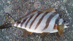 濱ノ瀬漁港　夕方のフカセ釣りでチヌ＆タカノハダイ！