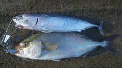 煙樹ヶ浜での朝からのショアジギング釣果