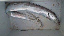 南塩谷　朝の時合いにワインドでタチウオ狙い！