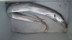 南塩谷　朝の時合いにワインドでタチウオ狙い…