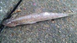 南塩谷でのショアジギング釣果