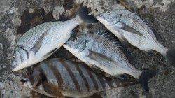 濱ノ瀬漁港　夕方のフカセ釣りでチヌ＆タカノハダイ！