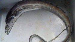 南塩谷でワインド、夕方の時合いに指2本半のタチウオ