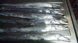 南塩谷　夕方のワインドでタチウオ狙い