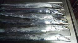 南塩谷　夕方のワインドでタチウオ狙い