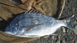 濱ノ瀬でのフカセ釣り　コンスタントにチヌ釣れました♪