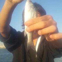 入れるたびに浮きが入る♪　淀川河口で流し釣り　