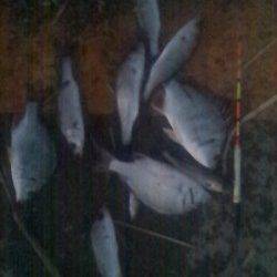 入れるたびに浮きが入る♪　淀川河口で流し釣り　