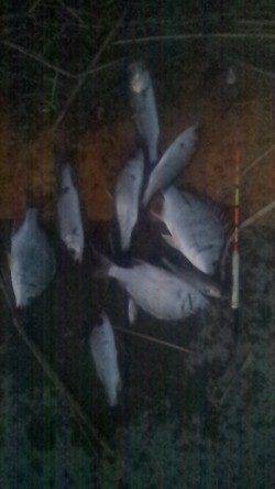 入れるたびに浮きが入る♪　淀川河口で流し釣り　