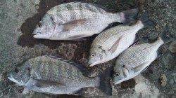 濱ノ瀬でのフカセ釣り　コンスタントにチヌ釣れました♪