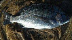 濱ノ瀬漁港、夕方の上げ潮狙いでフカセ釣り、チヌの釣果