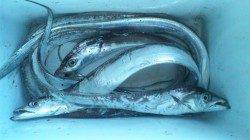 とっとパークでエギングしてきました〜