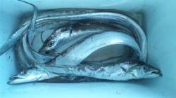 南塩谷でワインド☆人もタチウオもたくさん！…