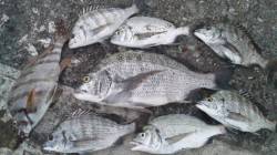 濱ノ瀬漁港、夕方の上げ潮狙いでフカセ釣り、…