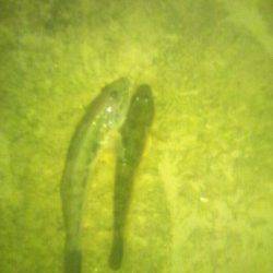 淀川でハゼ釣り、早い流れと濁りの中何とか3匹