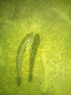 淀川でハゼ釣り、早い流れと濁りの中何とか3匹