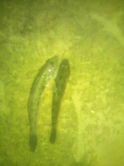 淀川でハゼ釣り、早い流れと濁りの中何とか3…