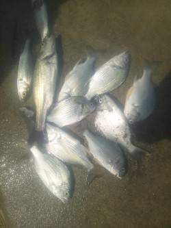 淀川河口　ちょい投げでキビレ＆セイゴ　仕掛…