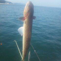 とっとパーク小島で飲ませ釣り＆カゴ釣釣果
