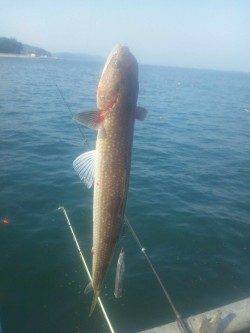 とっとパーク小島で飲ませ釣り＆カゴ釣釣果