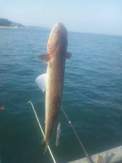とっとパーク小島で飲ませ釣り＆カゴ釣釣果