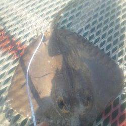 とっとパーク小島で飲ませ釣り＆カゴ釣釣果