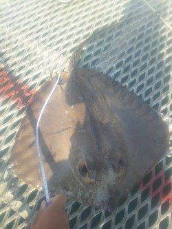 とっとパーク小島で飲ませ釣り＆カゴ釣釣果