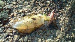 東二見人口島でエギング、2号でGetできました