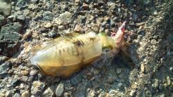 東二見人口島でエギング、2号でGetできま…