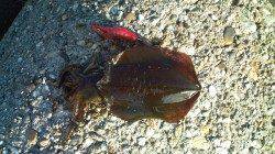 東二見人口島でエギング、2号でGetできました