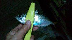 洲本でアジング、二人で40匹の釣果