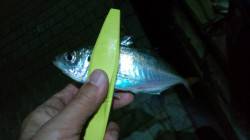 洲本でアジング、二人で40匹の釣果