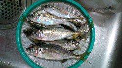 洲本でアジング、二人で40匹の釣果