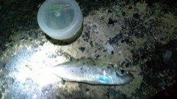 淡輪漁港でアジング&エギング　アシストフックがキモ