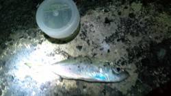 淡輪漁港でアジング&エギング　アシ…