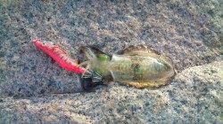 淡輪漁港でアジング&エギング　アシストフックがキモ